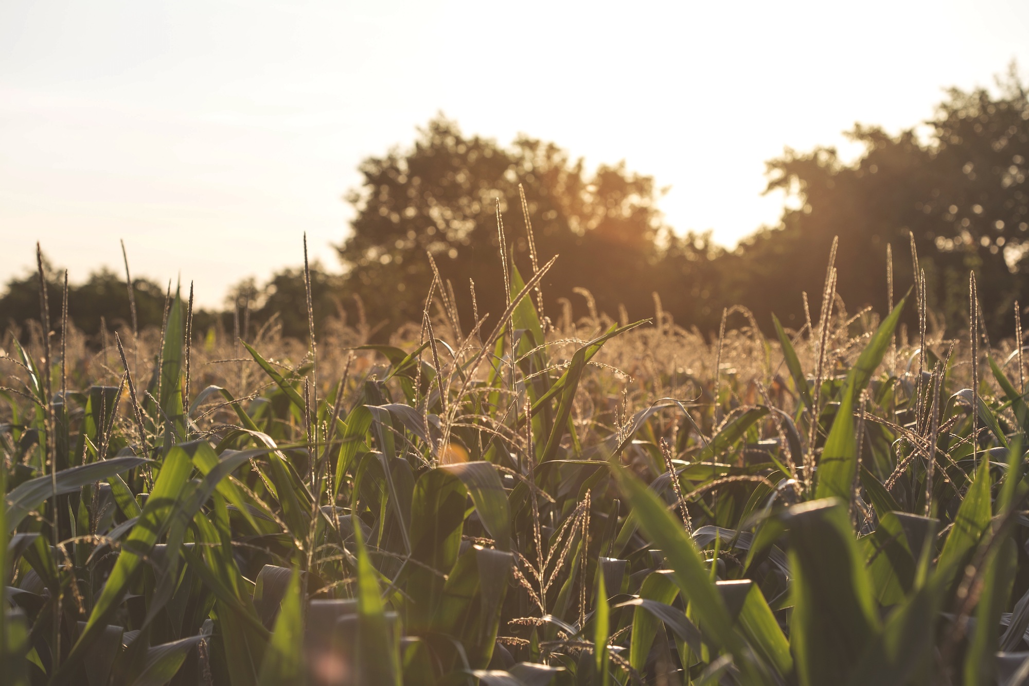 stock shot of field