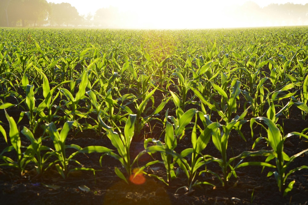 ASM corn field Variable Rate Nitrogen